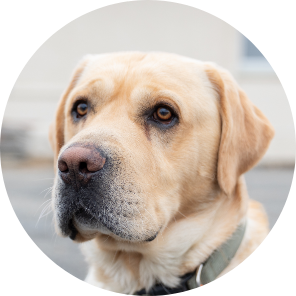An adorable dog with golden fur and brown eyes.